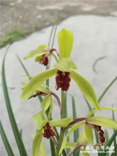 下山蕙兰红舌 - 中国兰花交易网