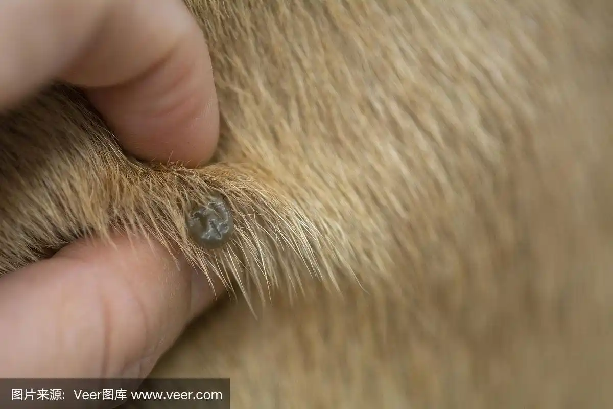 棕色毛发上的大跳蚤在吸狗血