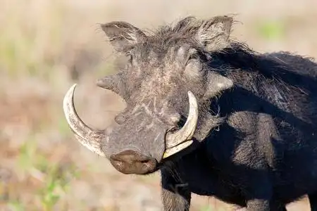 单老疣猪与巨大的牙齿画像照片