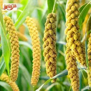 800人付款天猫谷芽中药材粟芽生谷芽生稻芽小米芽谷牙500克g 可配麦牙