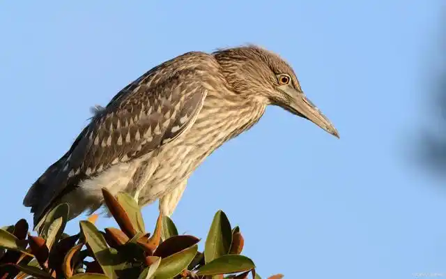 夜鹭,又叫水洼子,灰洼子,星鸦,苍鳽,星鳽,夜鹤,夜游鹤等,是一种体型