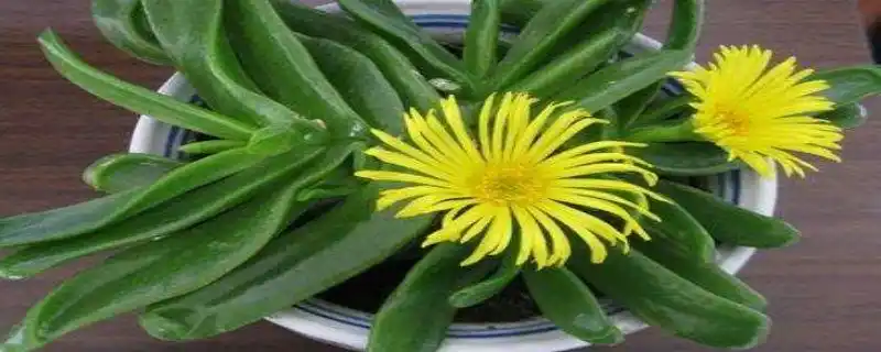 多肉佛手掌的养殖方法