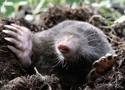 展开全部 鼹鼠 请百度图片对照