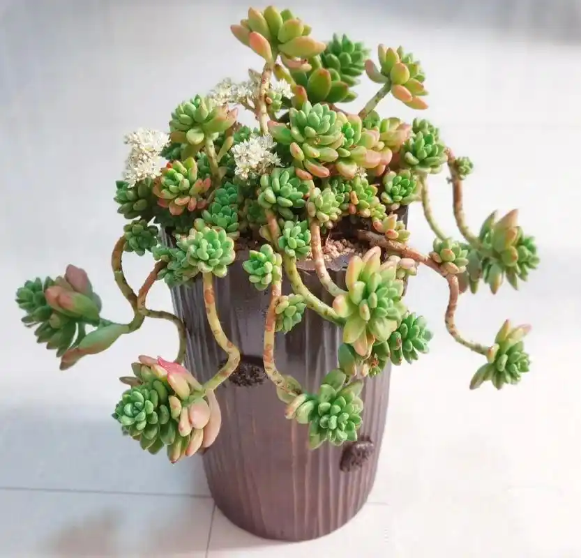 香格里拉多肉    香格里拉,景天科景天属多肉植物.