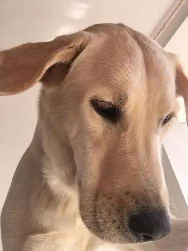 0啦!新手机拍照不错~)分享下我狗子的自.