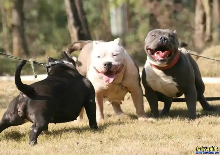 一家三口出来晒晒太阳 - 恶霸犬 - 猛犬俱乐部-中国具有影响力的猛犬