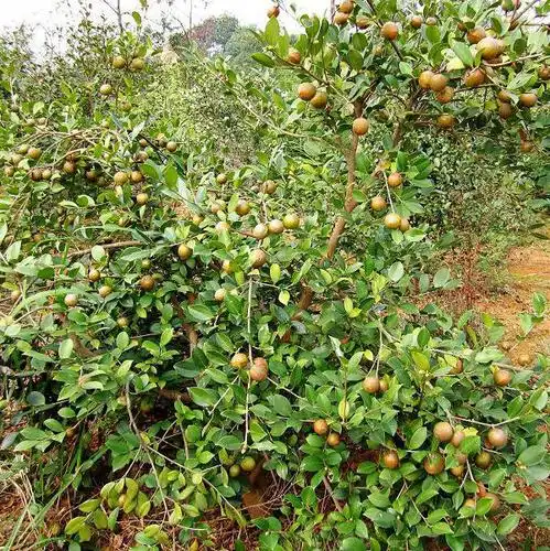 大果高产油茶树 山茶油树苗