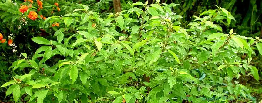 我的皮肤瘙痒用樟树叶只治3次就基本痊愈