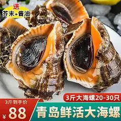 海宏盈青岛大海螺鲜活1500g1018只海鲜贝类生鲜中号海螺3斤2030只