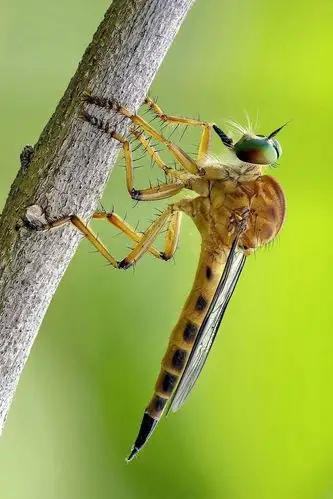双翅目·短角亚目·虻总科:食虫虻