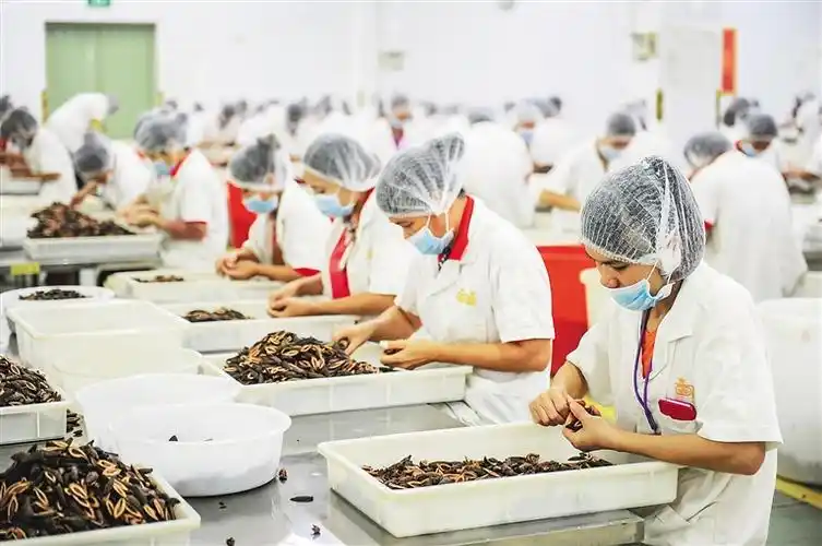 槟榔之乡不再"榔烟"四起