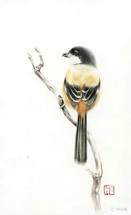 ok彩铅画一只伯劳鸟