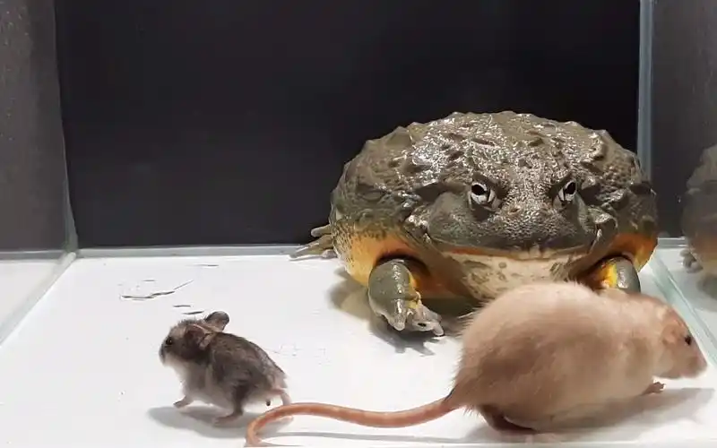 巨型非洲牛蛙对战大老鼠,小老鼠只是餐前甜品,大老鼠才是正餐