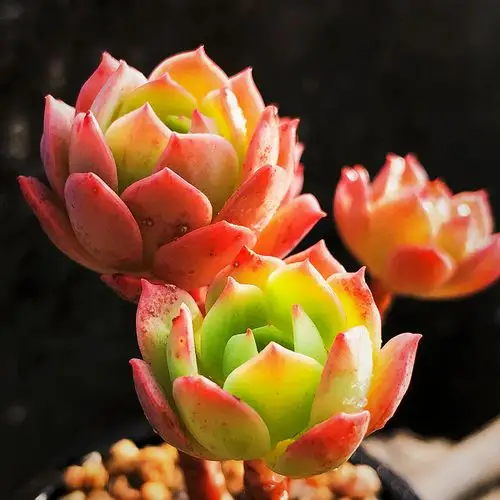 多肉果爵绿蔷薇群生造型老桩植物萌肉办公室桌面多肉植物