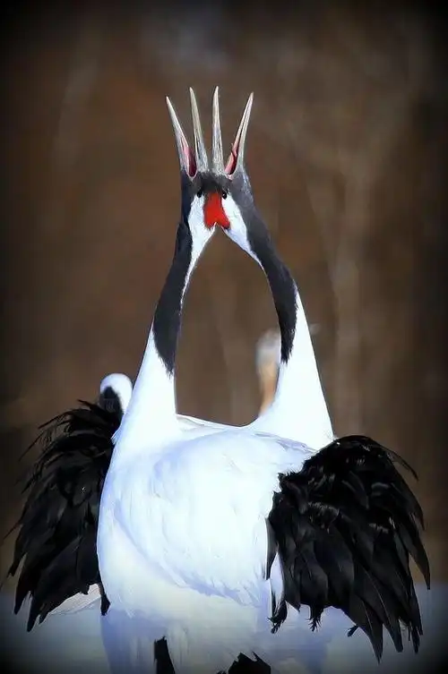 red-crowned crane