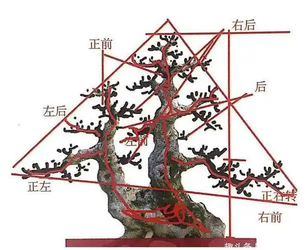 一杆双枝造型设计图(一杆三枝树形盆景造型)