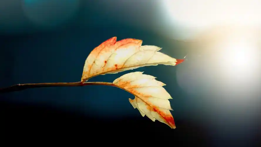 秋天落叶唯美高清电脑桌面壁纸图片