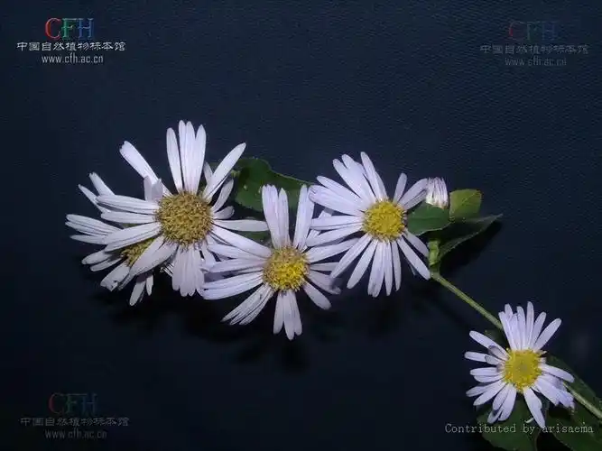 单头紫菀的药用价值