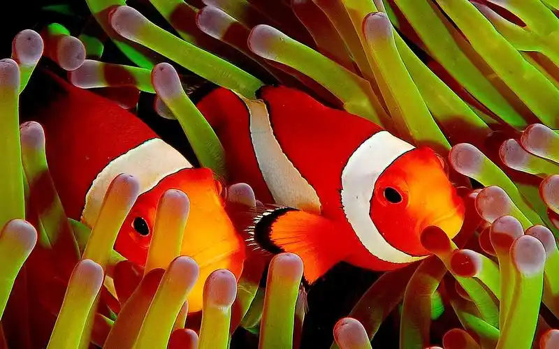 热带鱼图片大全高清桌面壁纸