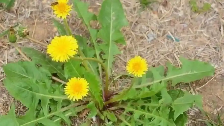 作为药用的蒲公英,采摘最好的季节是什么时候?药效才能最好?