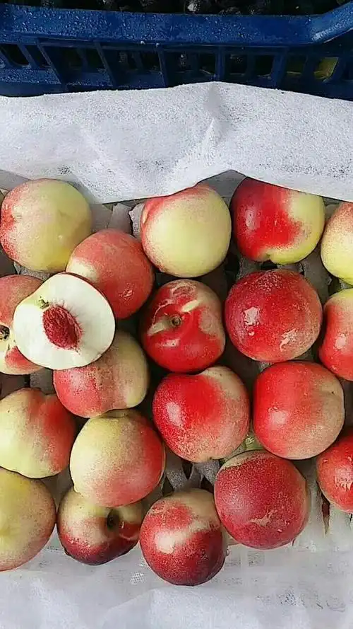 休闲食品(新疆小蜜桃特别甜)