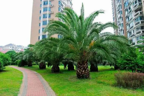 和银海枣的区别有哪些