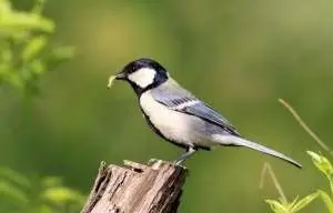 低价转一只从河南焦作带回来有四个红子音儿的大叫精品黑子一只!