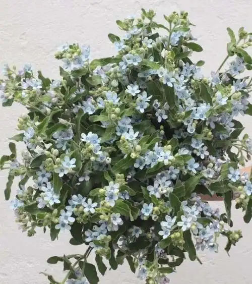 蓝星花花语,蓝星花的花语图5