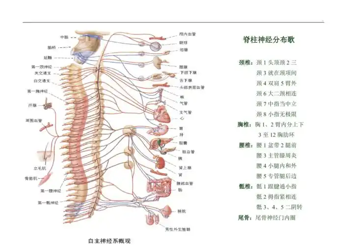 脊柱神经分布歌