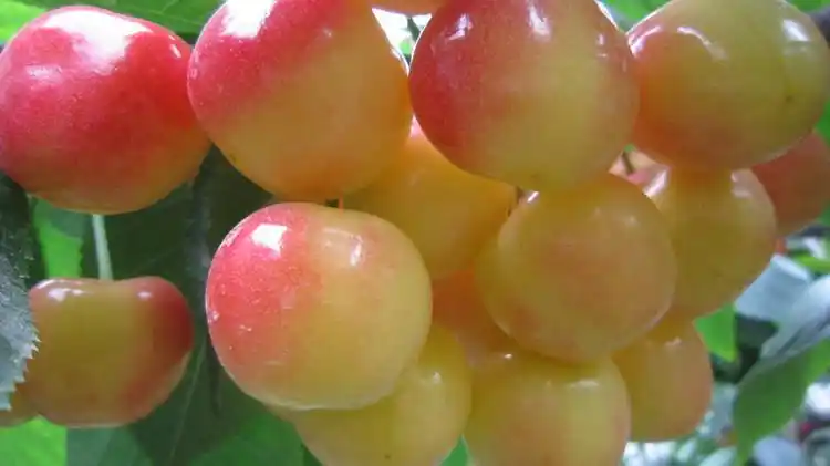 黄樱桃新鲜水果顺丰现摘现发大连特产佳红雷尼大将锦国产金车厘子