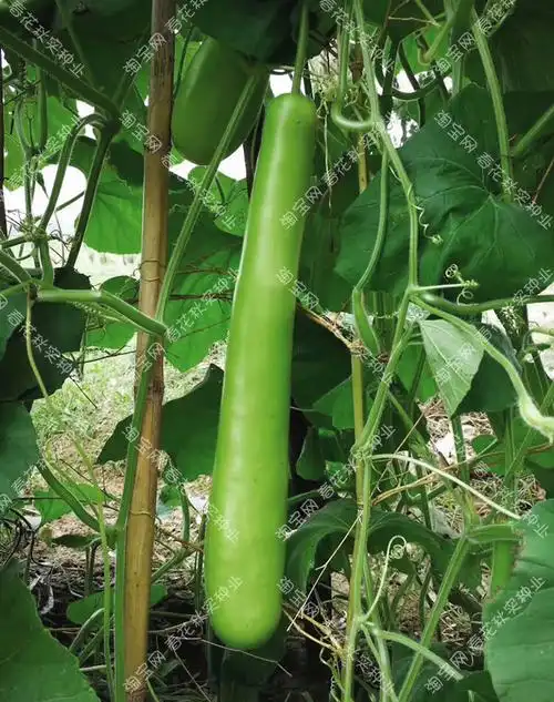 早熟特长甜瓠子瓜种子 春夏秋四季播蔬菜种籽爬藤耐热 肉质软好吃 长