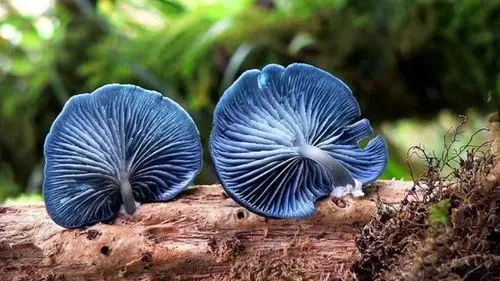 蓝色的食物:影响食欲?