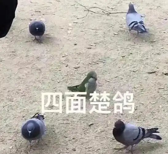 表情包鸽哥特辑