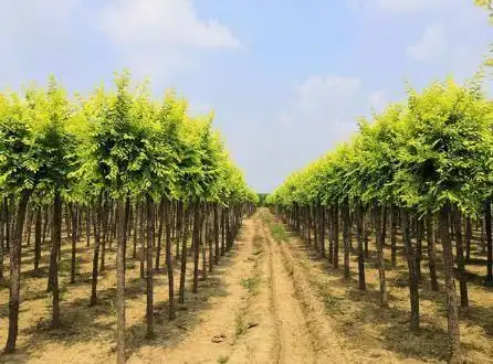 湖北省武汉市东西湖区绿化常用苗木厂家哪里有