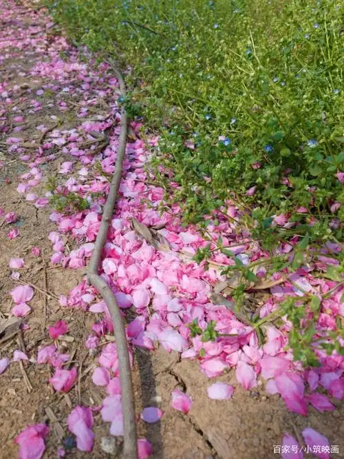 桃花盛开的景象还没看够,花却已经开始落了!