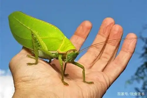 中国最大的螽斯:巨拟叶螽