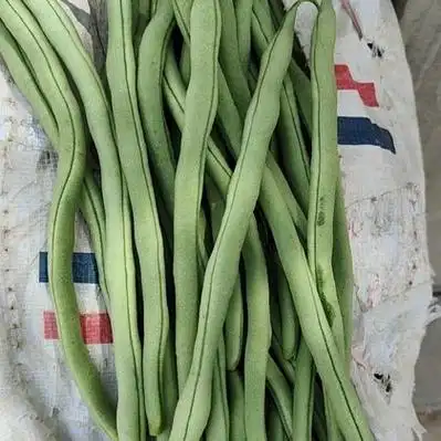 秦皇岛架豆王豆角产地行情