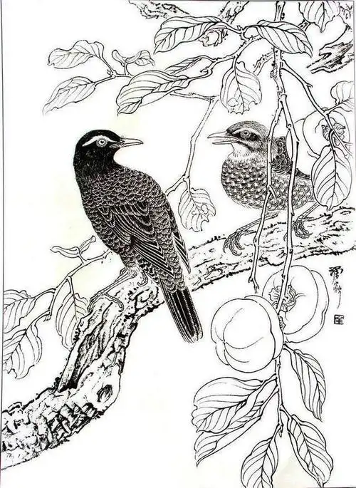 干货!40张高清花鸟白描线稿,艺术家们快收藏起来,留着周末画