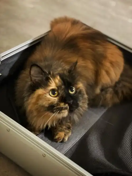 玳瑁猫也很可爱啊06