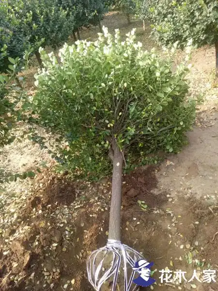 丝棉木嫁接高杆卫矛球技术