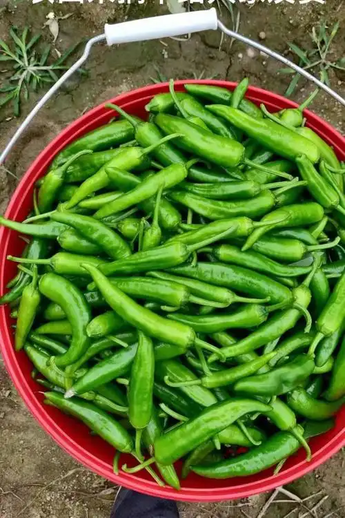 樟树原种辣椒湖南新鲜薄皮小青椒软糯富硒本地农户自种现摘 1斤【图片