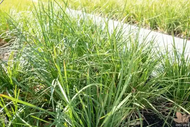 麦冬是什么植物,养殖方法是怎么样的