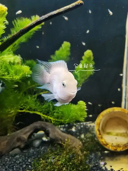 迷你鹦鹉鱼#迷你鹦鹉鱼繁殖