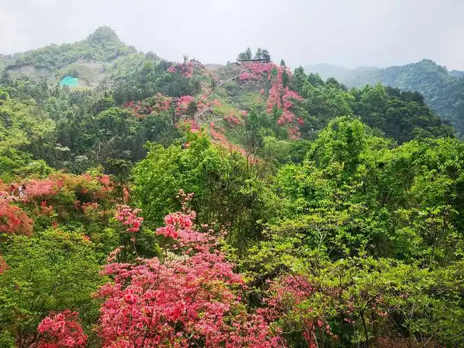 漫山遍野的映山红,开满了山崖,怒放了我的心灵