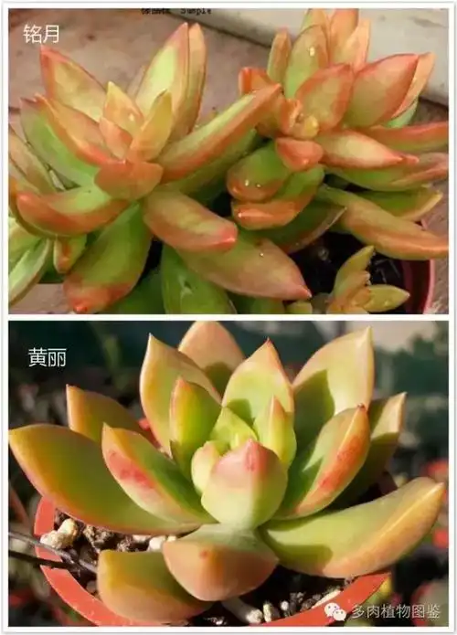 看了这些对比图,再也不担心认错多肉了!