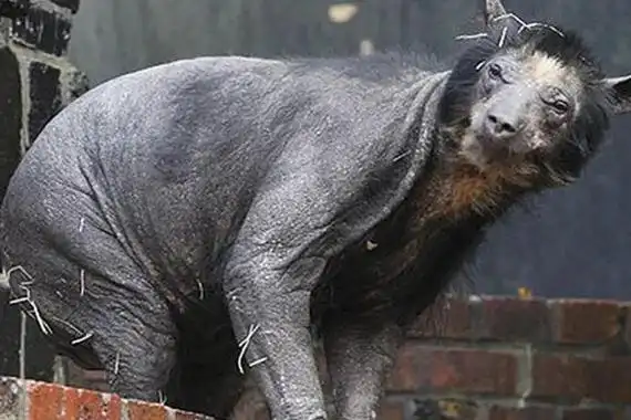 切尔诺贝利变异生物身型发生畸变样貌极其诡异