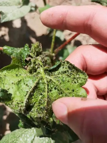 打棉花蚜虫就加金掌门(可汗)——您放心的选择