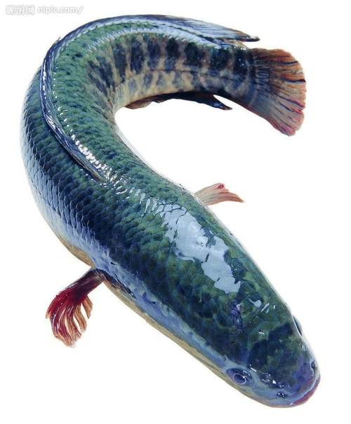 常见淡水鱼分类及图片