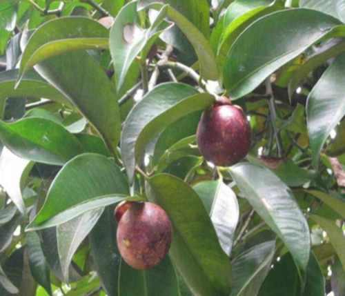 山竹树长什么样(山竹树长什么样图片 生长)