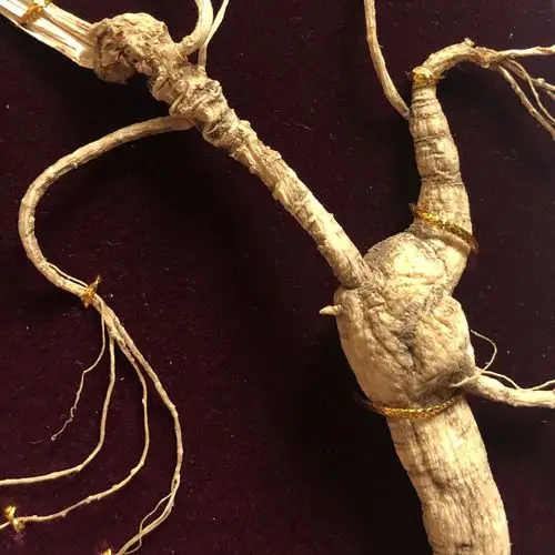 紫云参 野山参礼盒带国检证书 东北 长白山 人参 60cm高档 25年